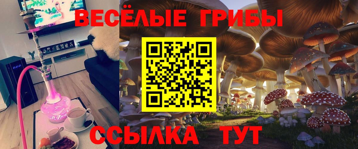 Псилоцибиновые грибы Cubensis Вязники